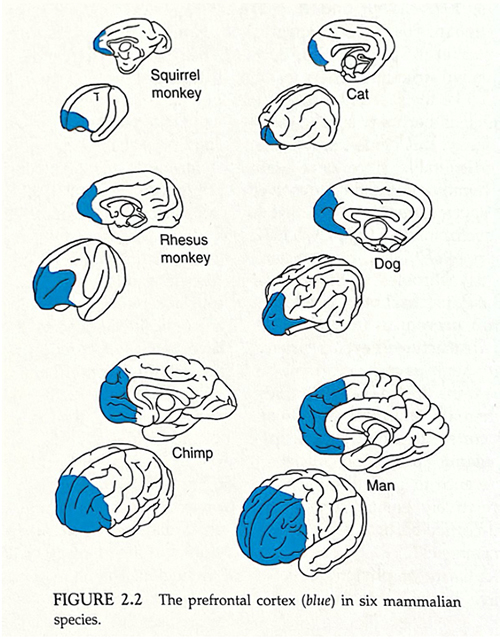 Prefrontal Cortex